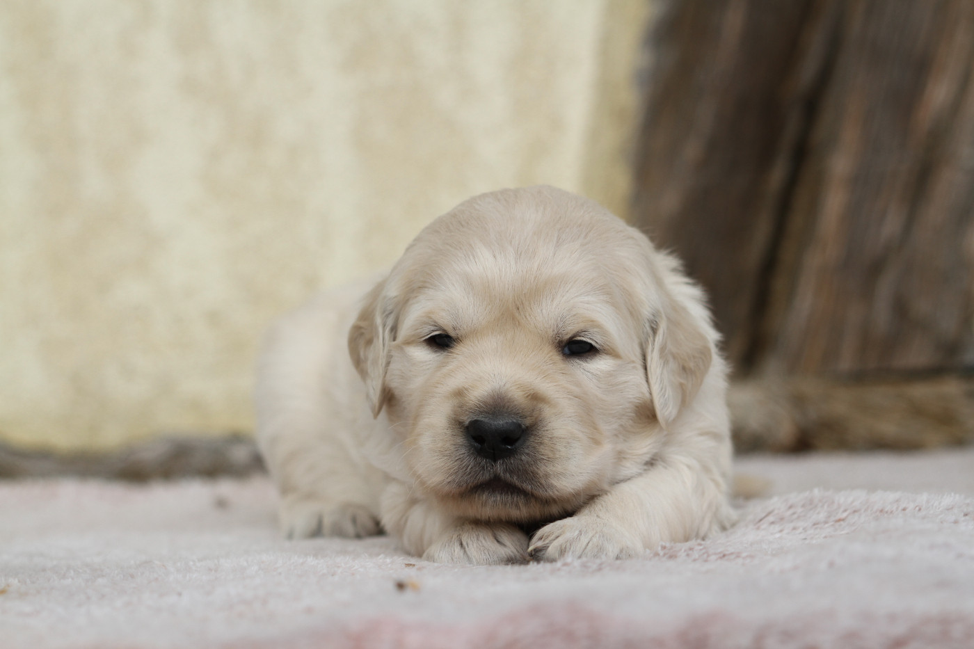 De La Tombée De La Nuit - Chiots disponibles - Golden Retriever