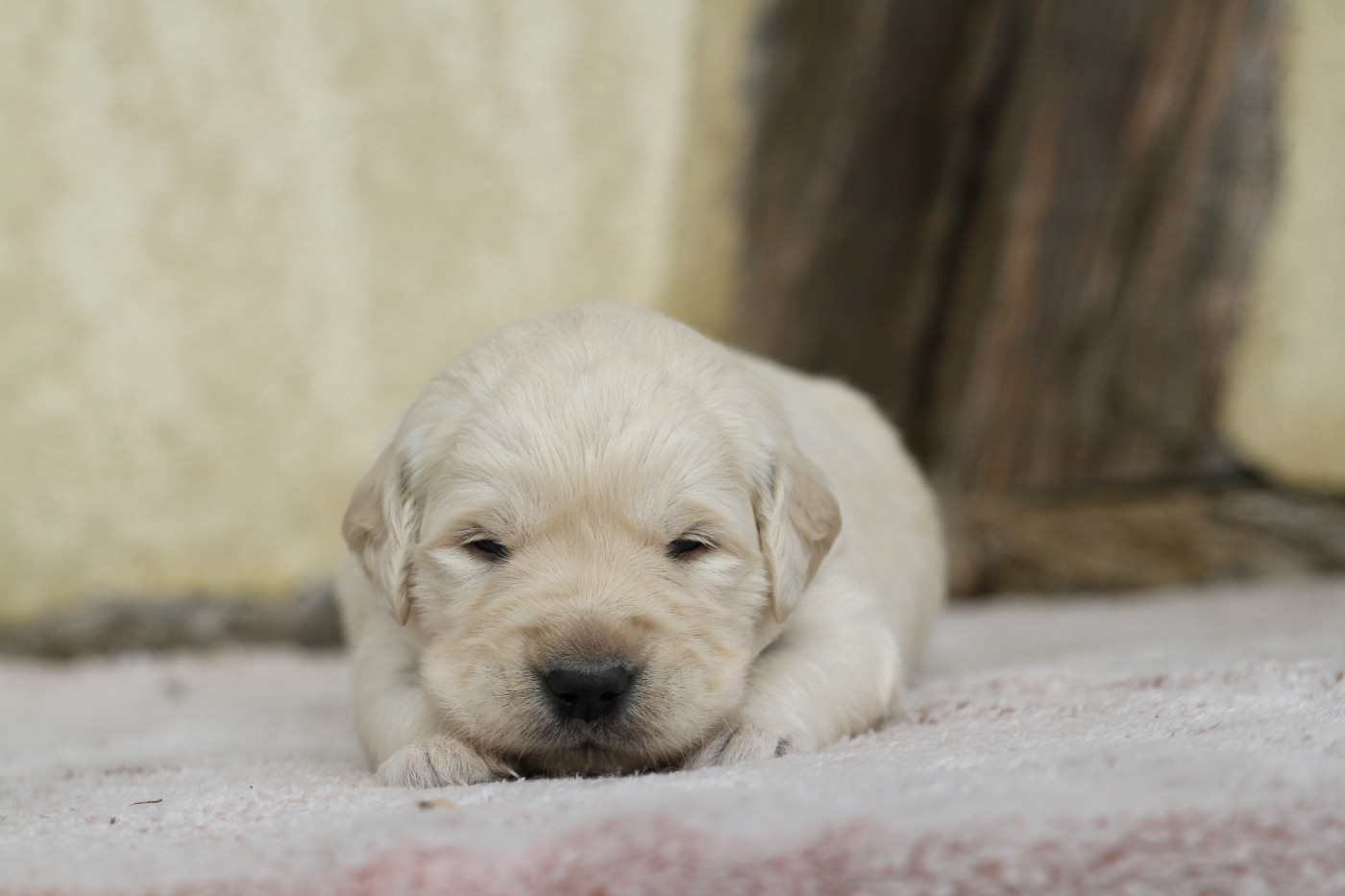 De La Tombée De La Nuit - Chiots disponibles - Golden Retriever