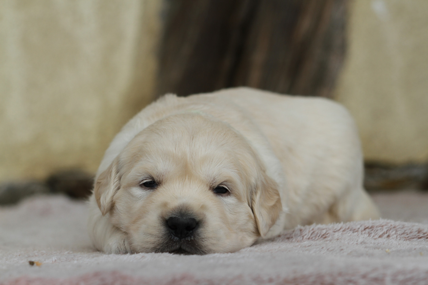 De La Tombée De La Nuit - Chiots disponibles - Golden Retriever