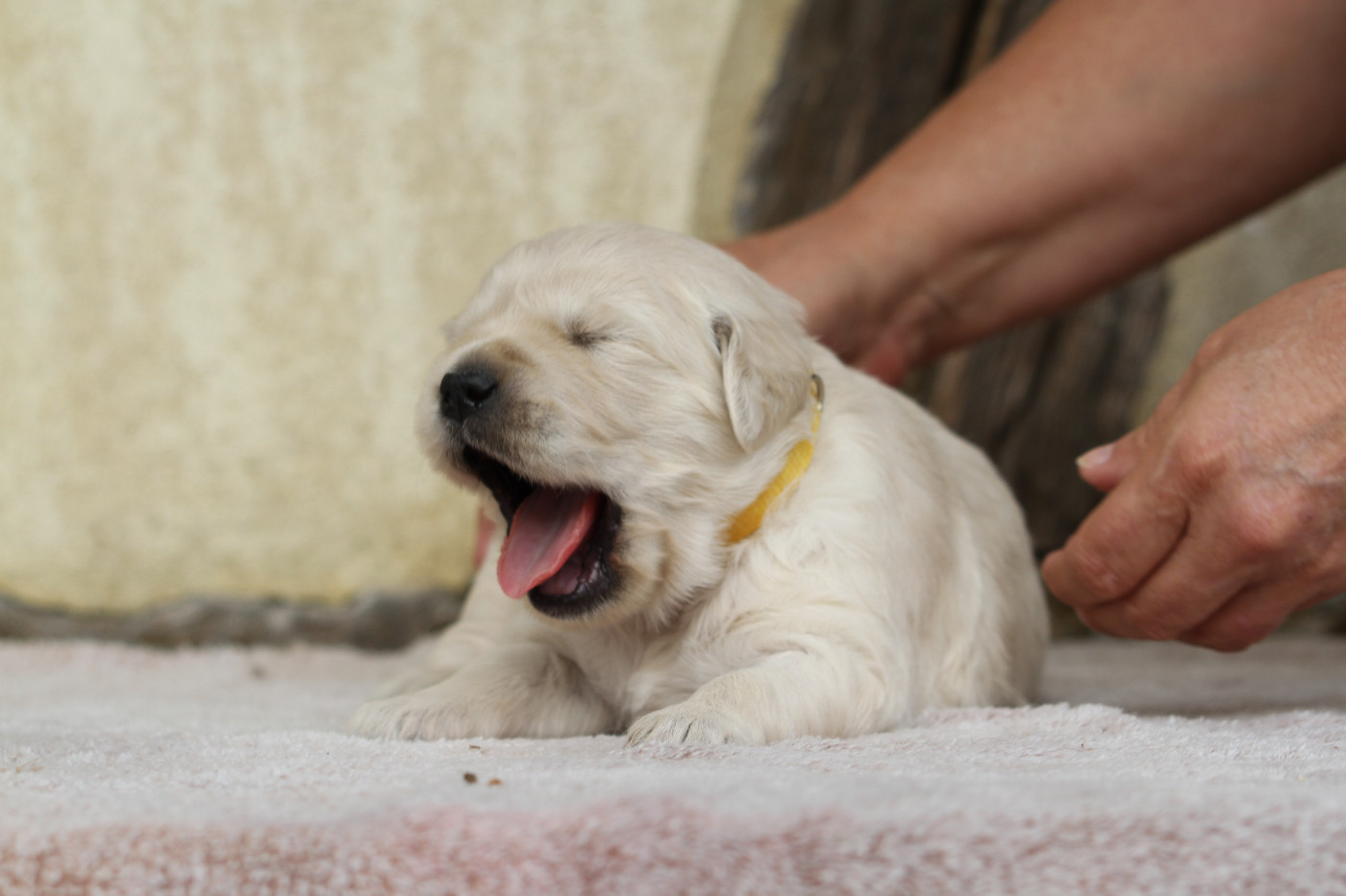 Chiot Golden Retriever De La Tombée De La Nuit