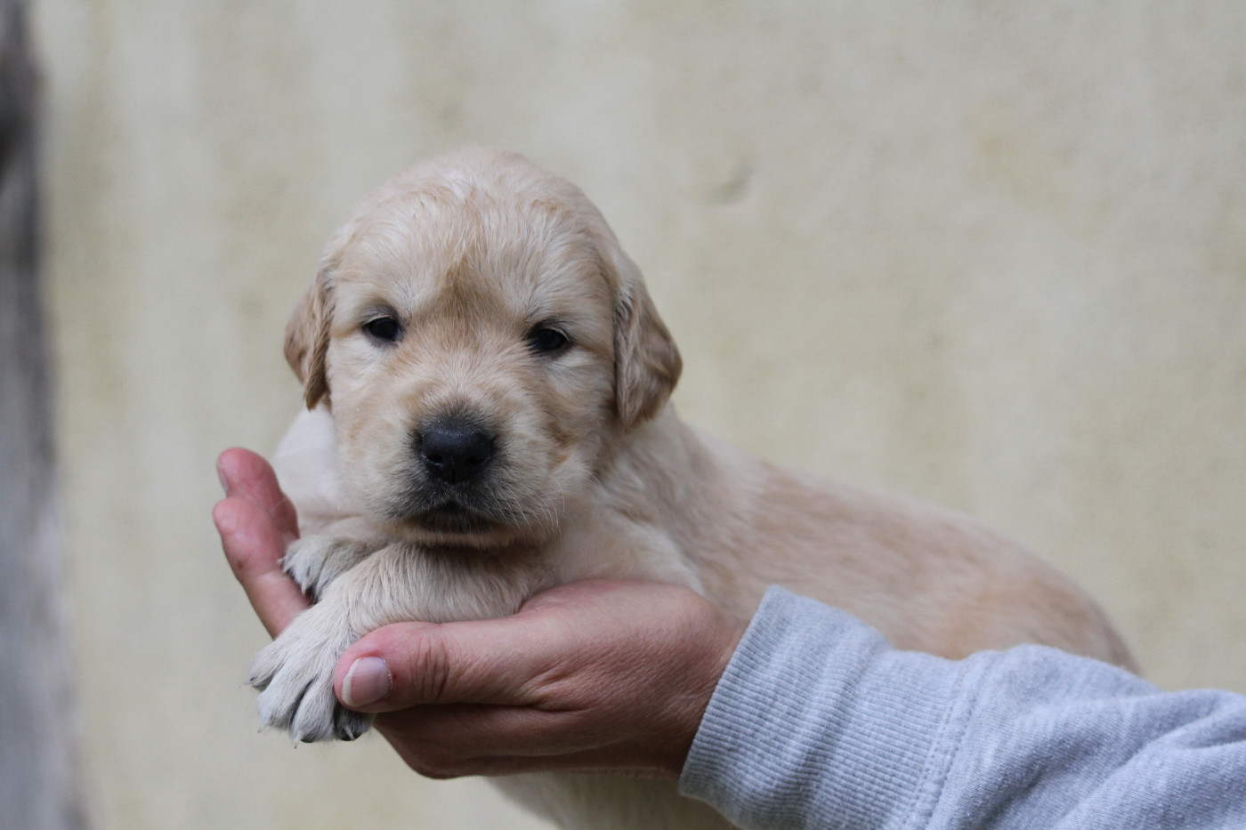 De La Tombée De La Nuit - Chiots disponibles - Golden Retriever