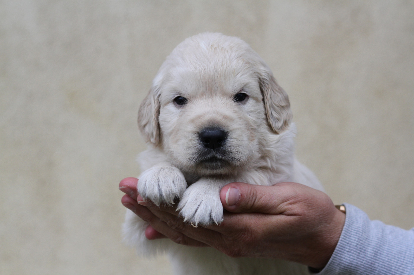 De La Tombée De La Nuit - Chiots disponibles - Golden Retriever