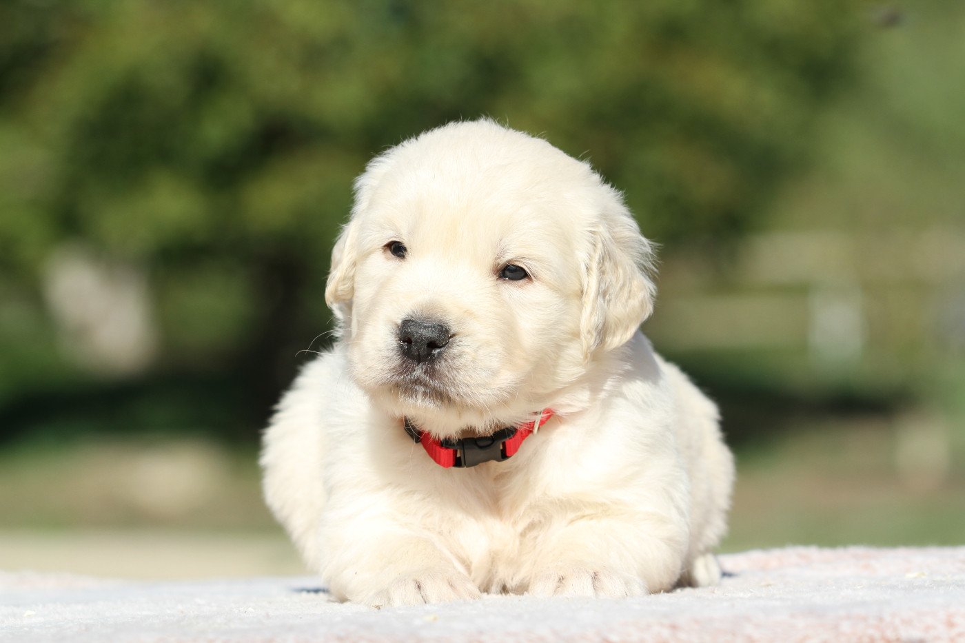 De La Tombée De La Nuit - Chiots disponibles - Golden Retriever