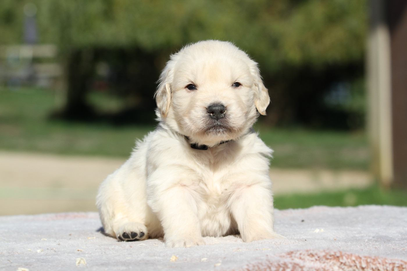 De La Tombée De La Nuit - Chiots disponibles - Golden Retriever