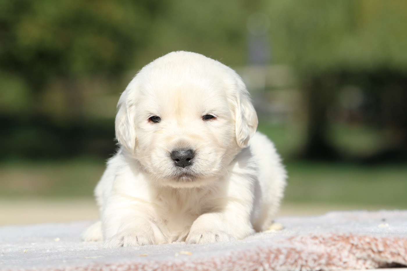 De La Tombée De La Nuit - Chiots disponibles - Golden Retriever