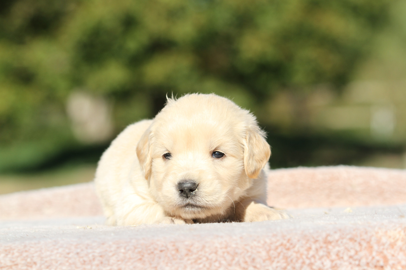 De La Tombée De La Nuit - Chiots disponibles - Golden Retriever