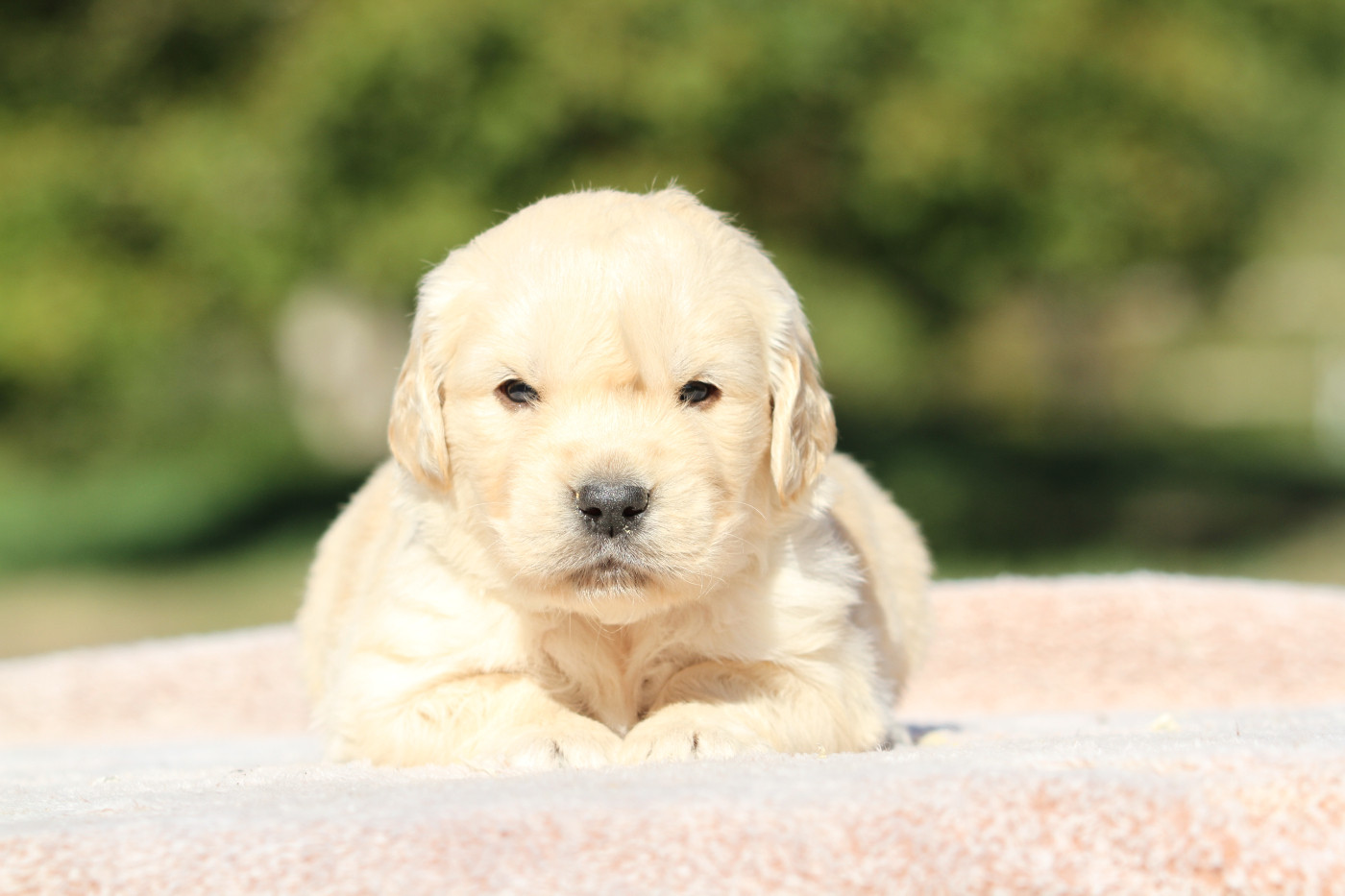 De La Tombée De La Nuit - Chiots disponibles - Golden Retriever