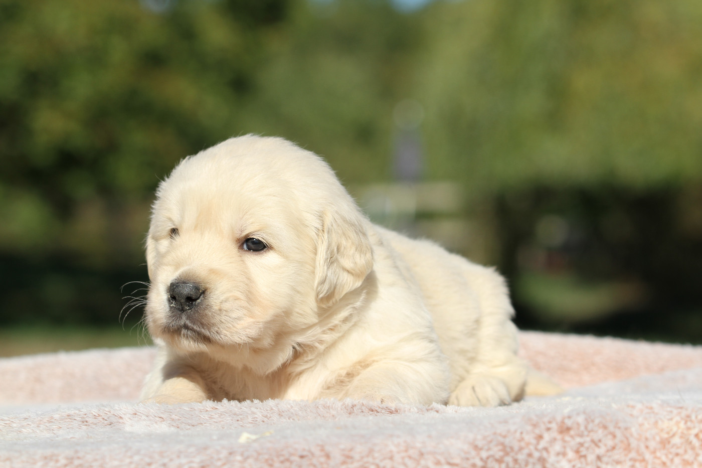 De La Tombée De La Nuit - Chiots disponibles - Golden Retriever