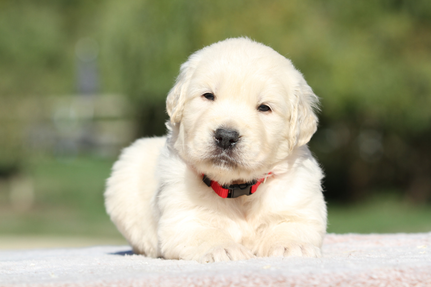 Chiot Golden Retriever De La Tombée De La Nuit