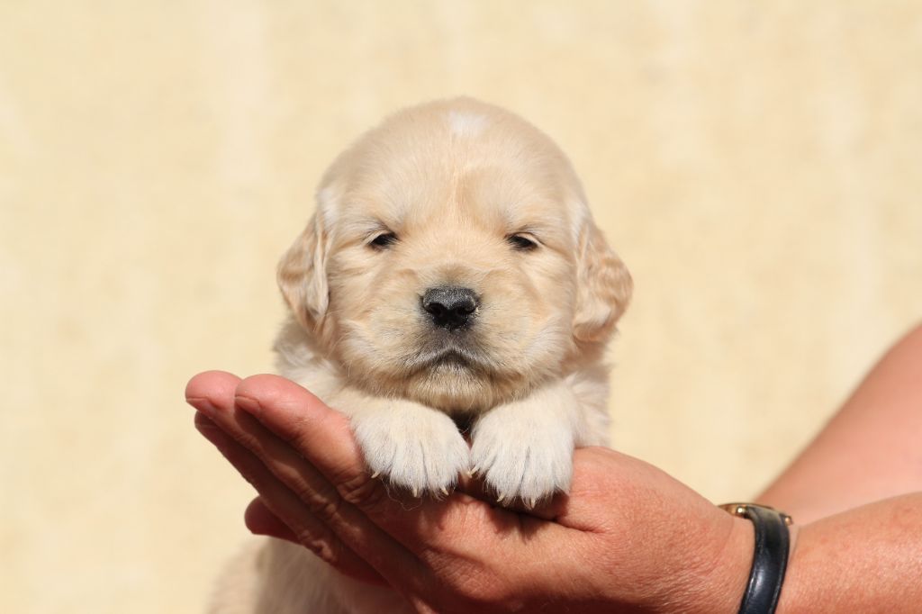 De La Tombée De La Nuit - Golden Retriever - Portée née le 27/06/2025