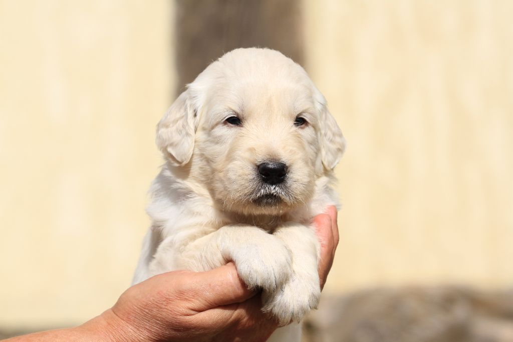 De La Tombée De La Nuit - Chiots disponibles - Golden Retriever