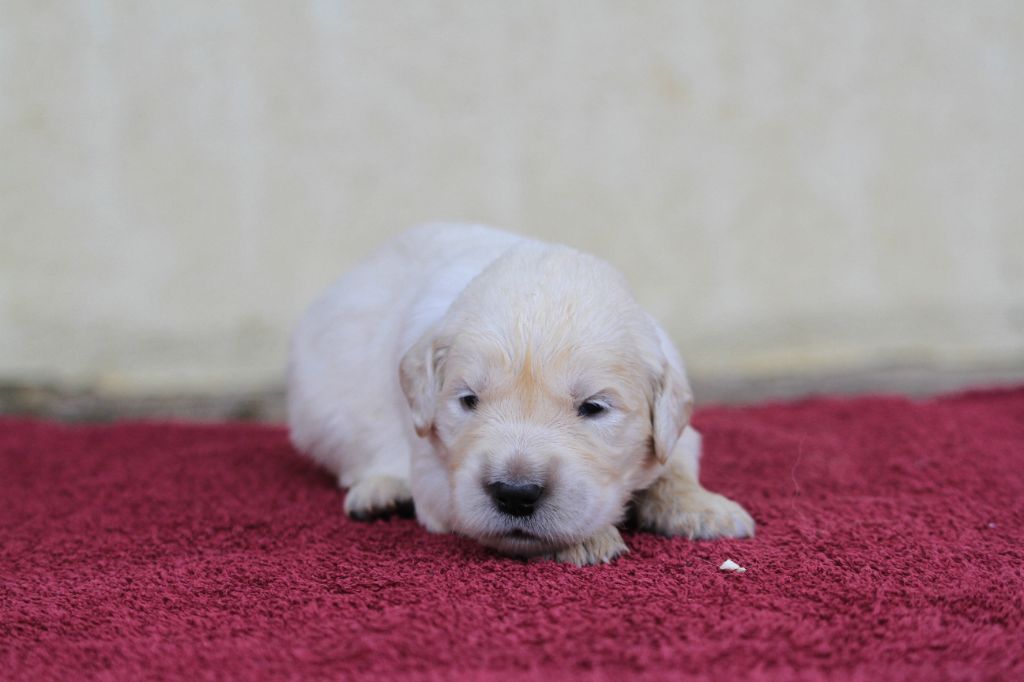 De La Tombée De La Nuit - Chiots disponibles - Golden Retriever