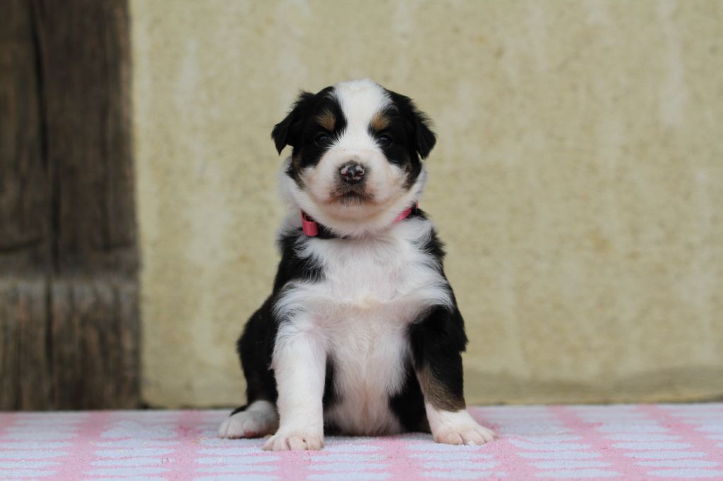 De La Tombée De La Nuit - Chiots disponibles - Berger Australien