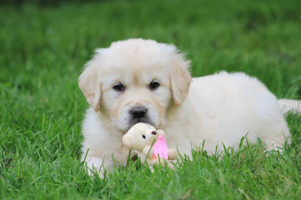 De La Tombée De La Nuit - Golden Retriever - Portée née le 13/05/2024