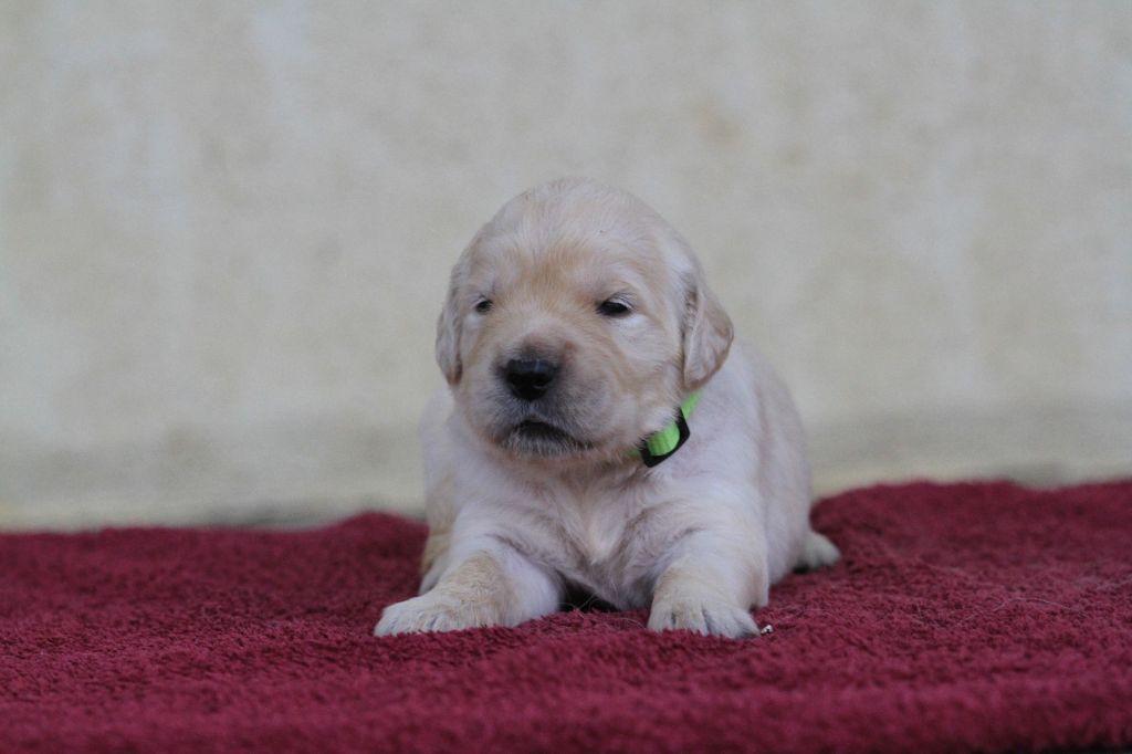 De La Tombée De La Nuit - Chiots disponibles - Golden Retriever