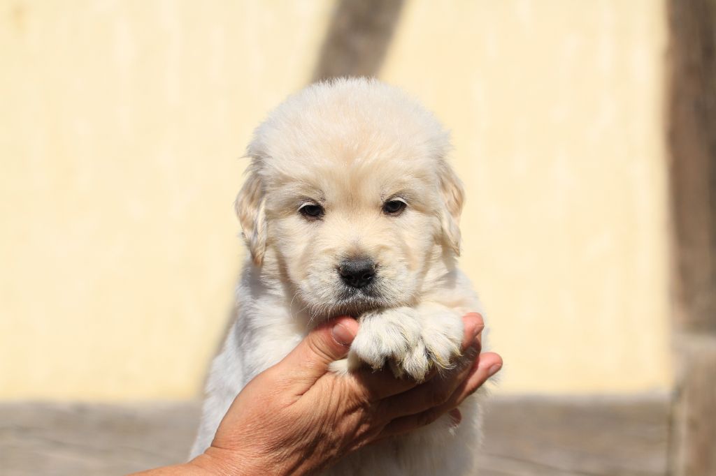 De La Tombée De La Nuit - Chiots disponibles - Golden Retriever