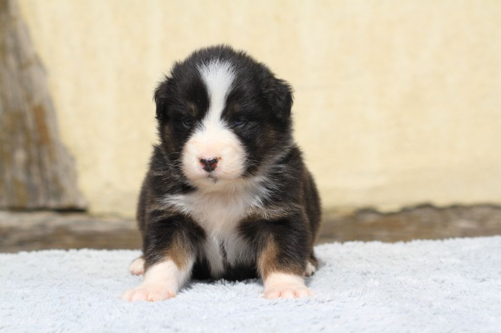 De La Tombée De La Nuit - Chiots disponibles - Berger Australien
