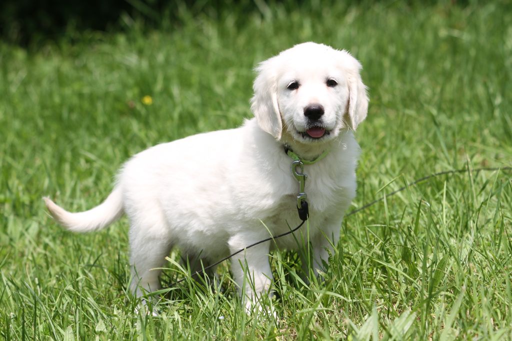 De La Tombée De La Nuit - Chiots disponibles - Golden Retriever