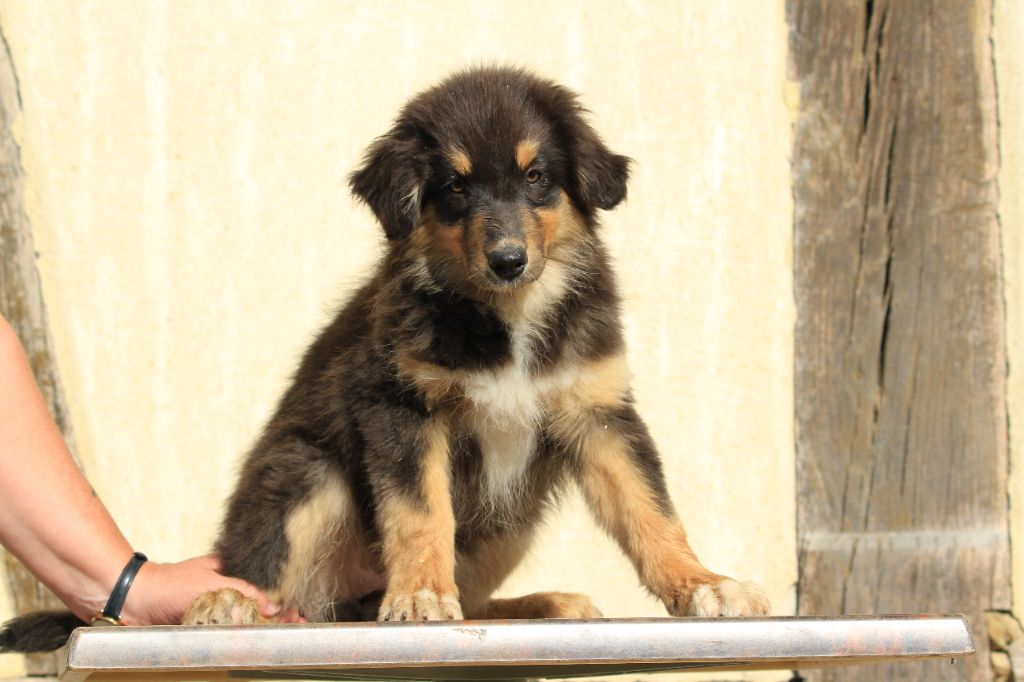 De La Tombée De La Nuit - Chiots disponibles - Berger Australien