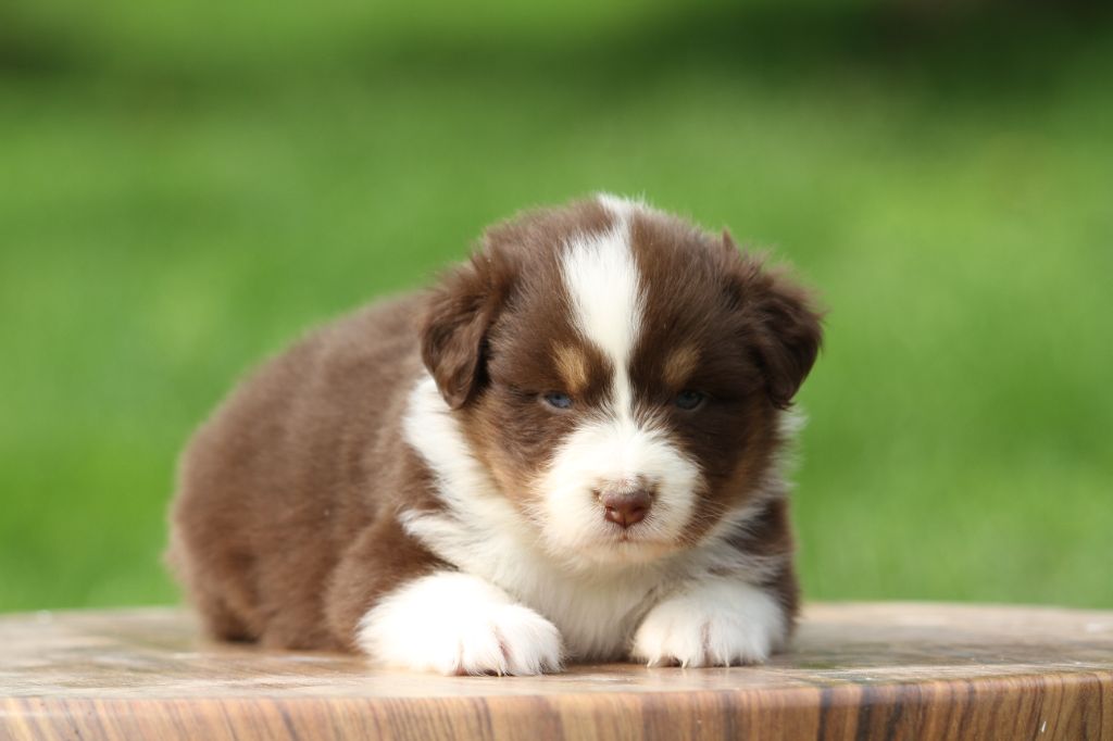 De La Tombée De La Nuit - Chiots disponibles - Berger Australien