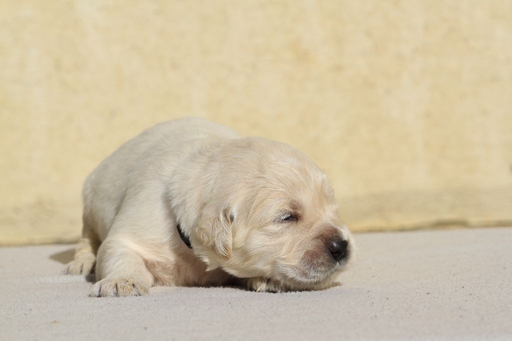De La Tombée De La Nuit - Chiots disponibles - Golden Retriever