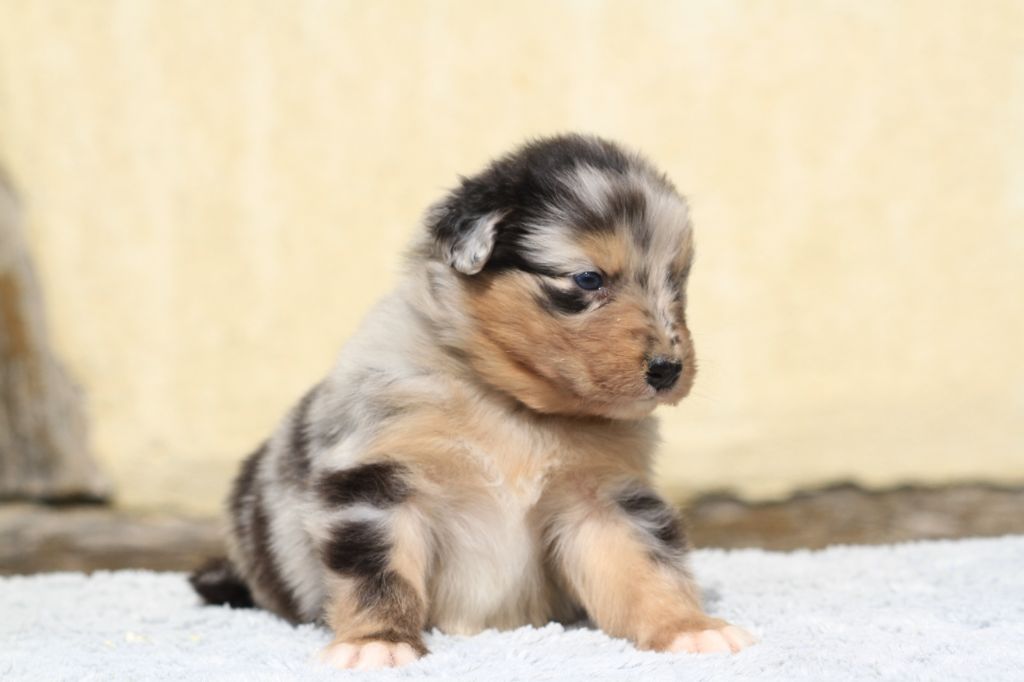 De La Tombée De La Nuit - Chiots disponibles - Berger Australien