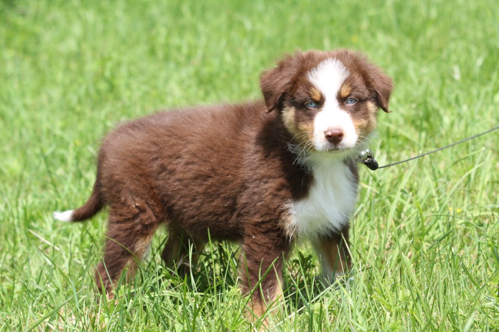 De La Tombée De La Nuit - Chiots disponibles - Berger Australien