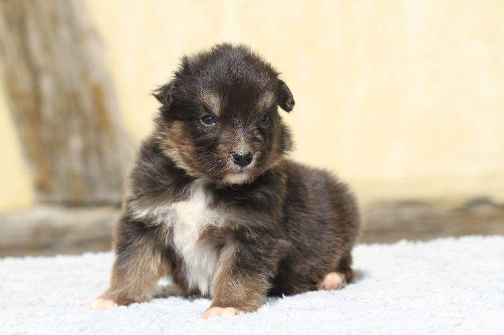 De La Tombée De La Nuit - Chiots disponibles - Berger Australien