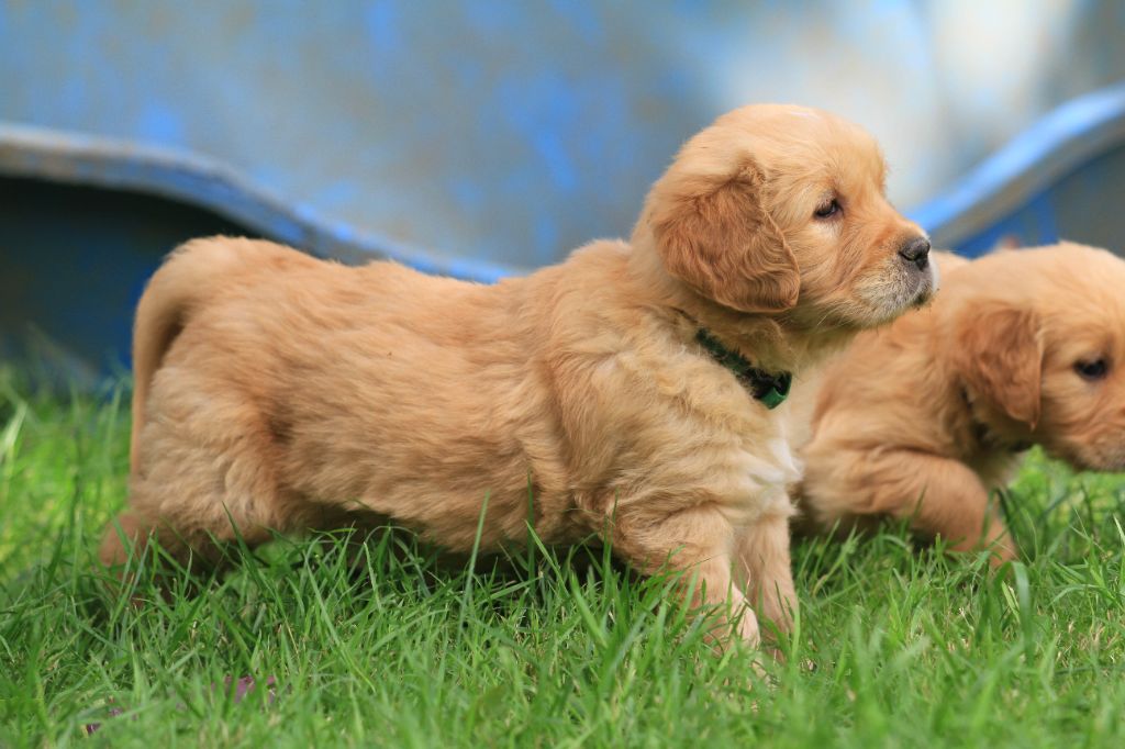 De La Tombée De La Nuit - Golden Retriever - Portée née le 15/05/2024