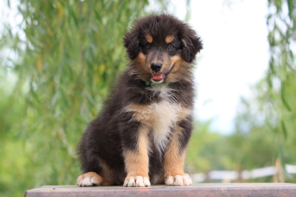 De La Tombée De La Nuit - Chiots disponibles - Berger Australien