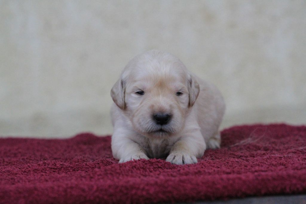 De La Tombée De La Nuit - Chiots disponibles - Golden Retriever