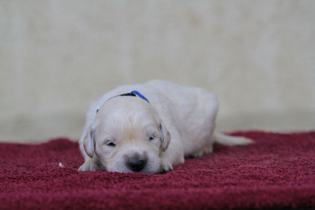 De La Tombée De La Nuit - Chiots disponibles - Golden Retriever
