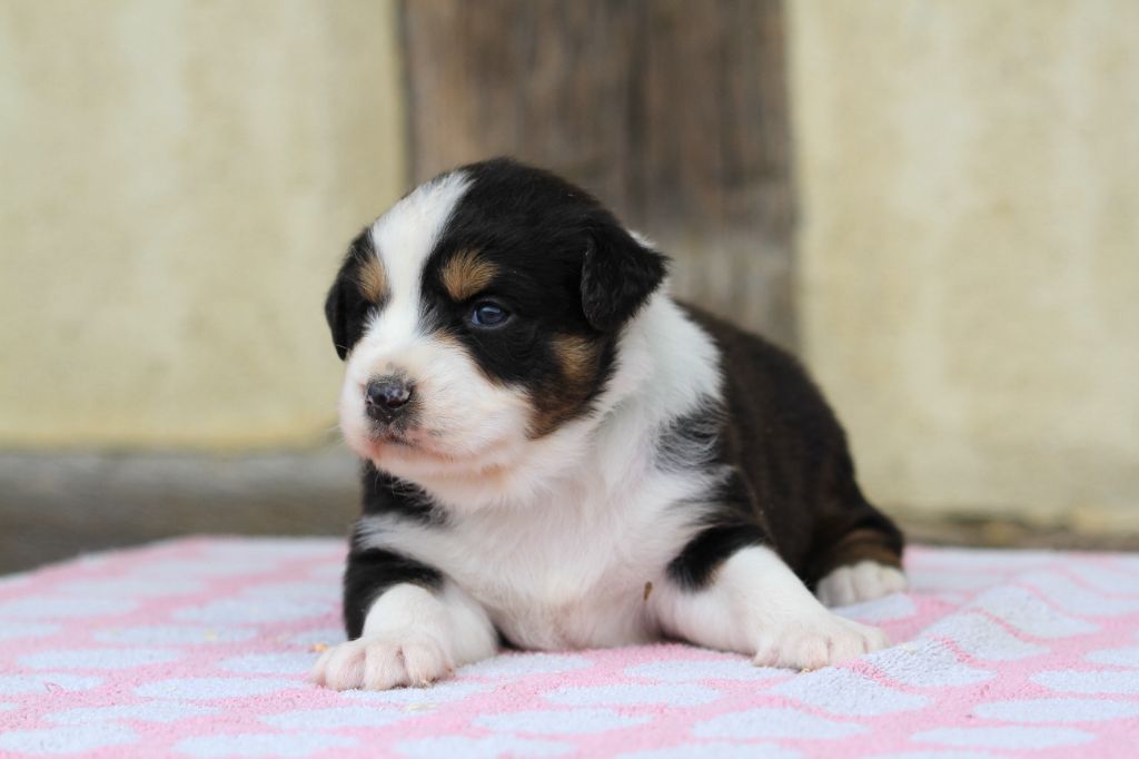 De La Tombée De La Nuit - Chiots disponibles - Berger Australien