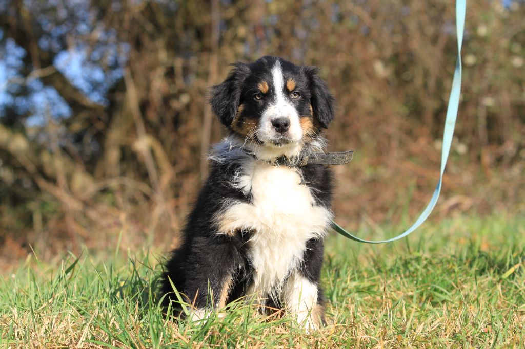 De La Tombée De La Nuit - Chiots disponibles - Berger Australien