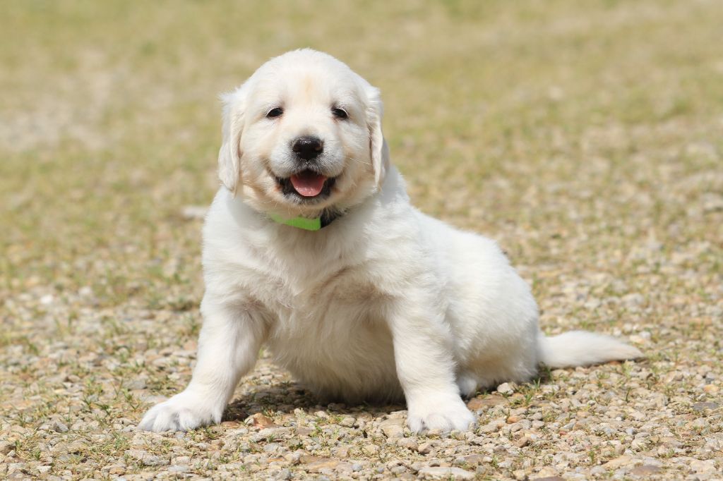 De La Tombée De La Nuit - Chiots disponibles - Golden Retriever