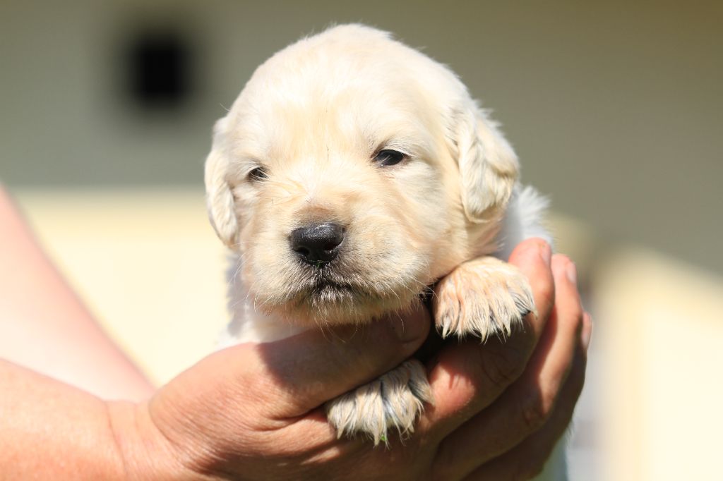 De La Tombée De La Nuit - Chiots disponibles - Golden Retriever