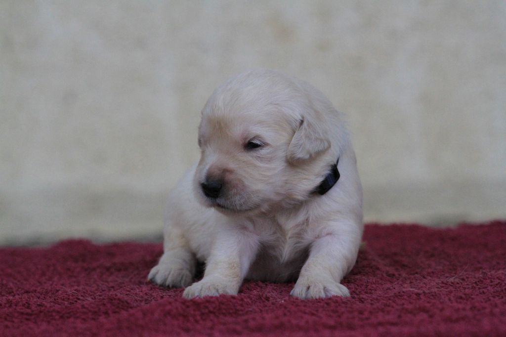 De La Tombée De La Nuit - Chiots disponibles - Golden Retriever
