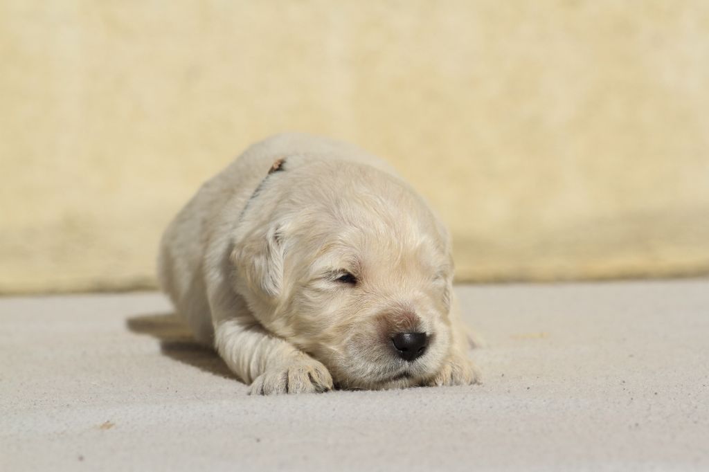 De La Tombée De La Nuit - Chiots disponibles - Golden Retriever
