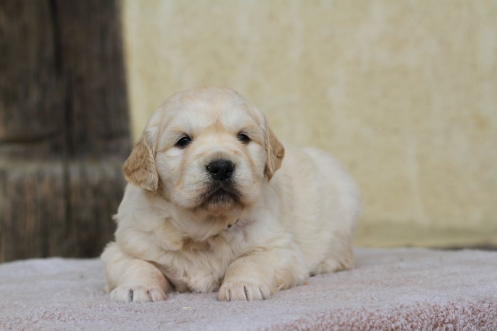 De La Tombée De La Nuit - Chiots disponibles - Golden Retriever