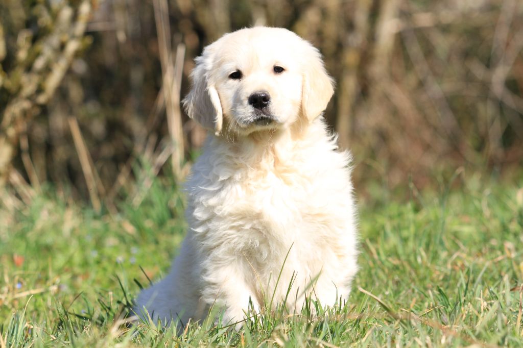 De La Tombée De La Nuit - Chiots disponibles - Golden Retriever