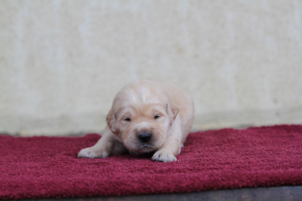 De La Tombée De La Nuit - Chiots disponibles - Golden Retriever