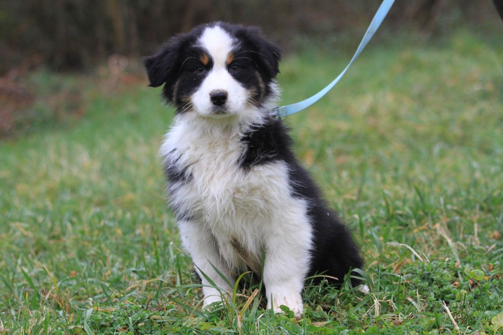 De La Tombée De La Nuit - Chiots disponibles - Berger Australien