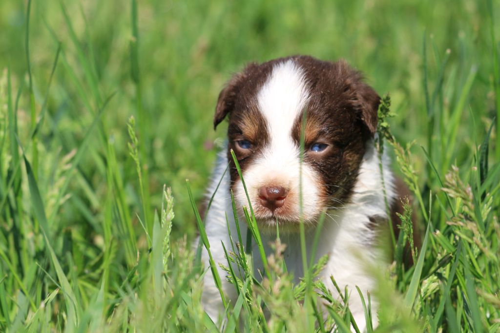 De La Tombée De La Nuit - Chiots disponibles - Berger Australien