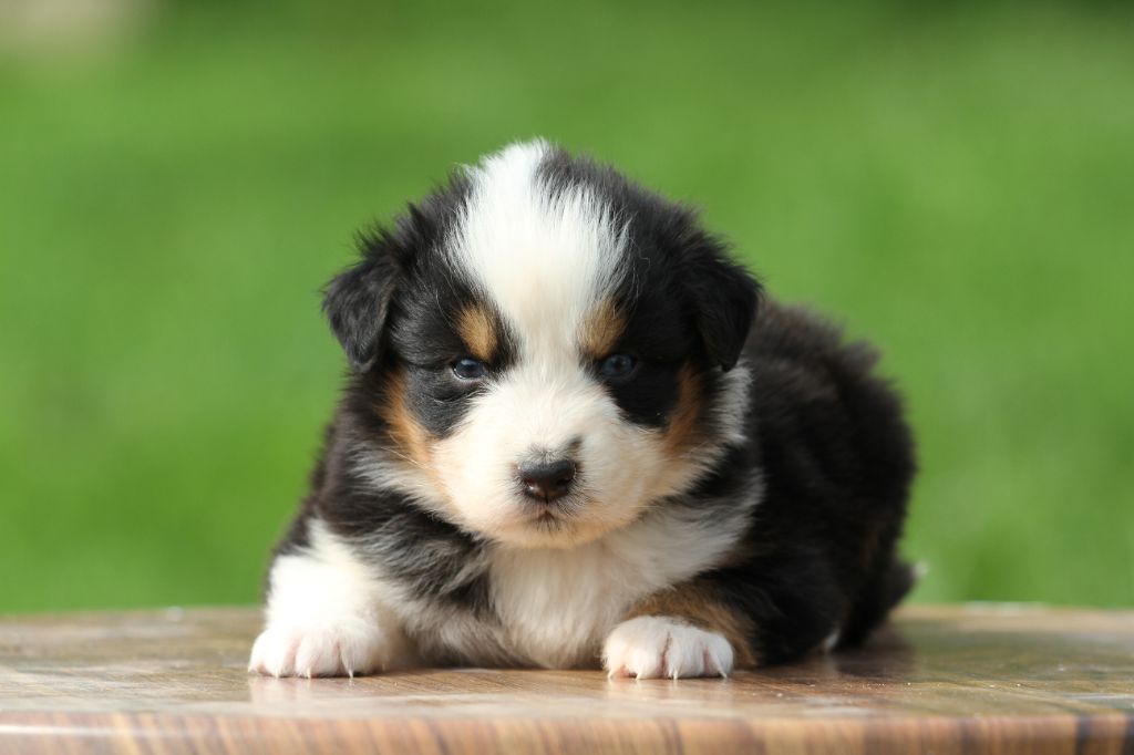 De La Tombée De La Nuit - Chiots disponibles - Berger Australien