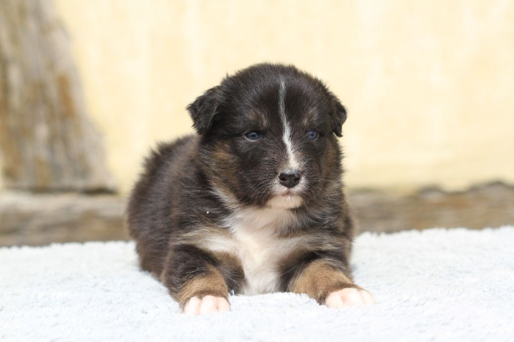 De La Tombée De La Nuit - Chiots disponibles - Berger Australien