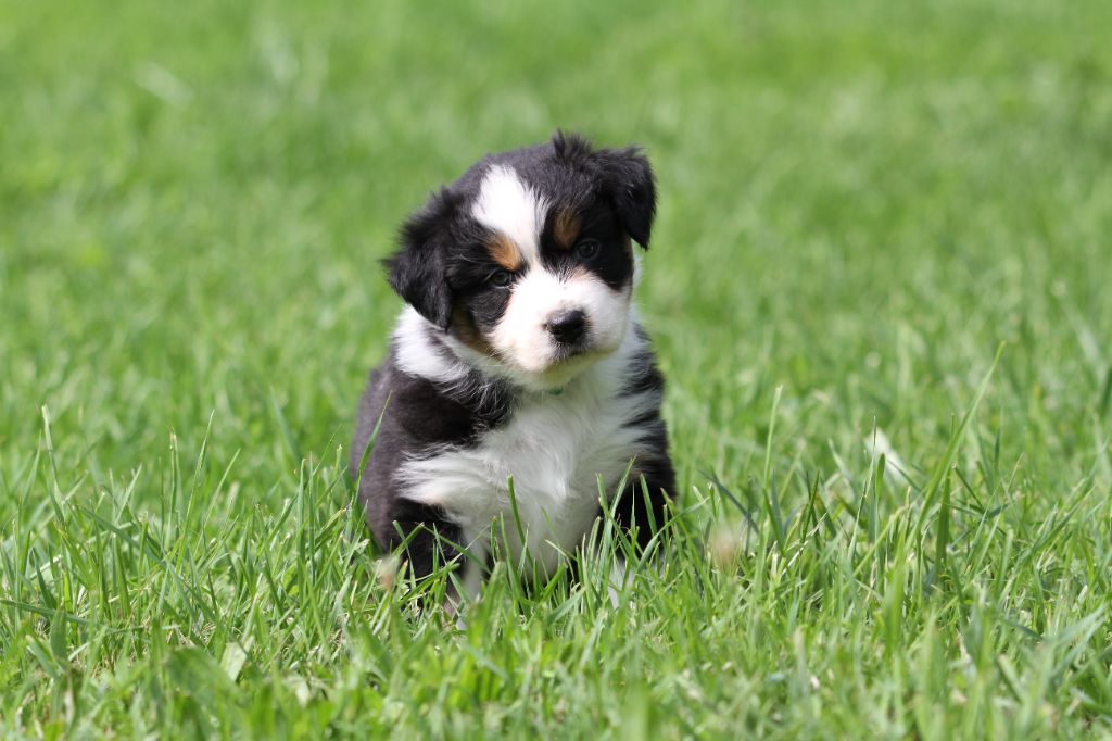 De La Tombée De La Nuit - Chiots disponibles - Berger Australien