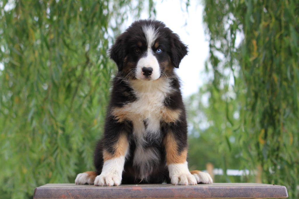 De La Tombée De La Nuit - Chiots disponibles - Berger Australien