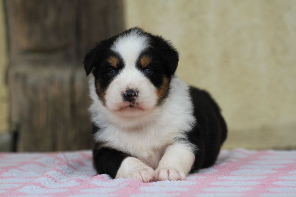 De La Tombée De La Nuit - Chiots disponibles - Berger Australien