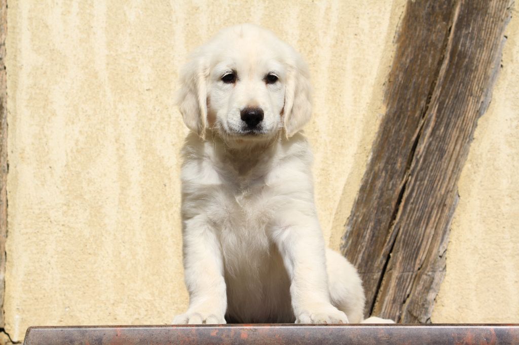De La Tombée De La Nuit - Chiots disponibles - Golden Retriever