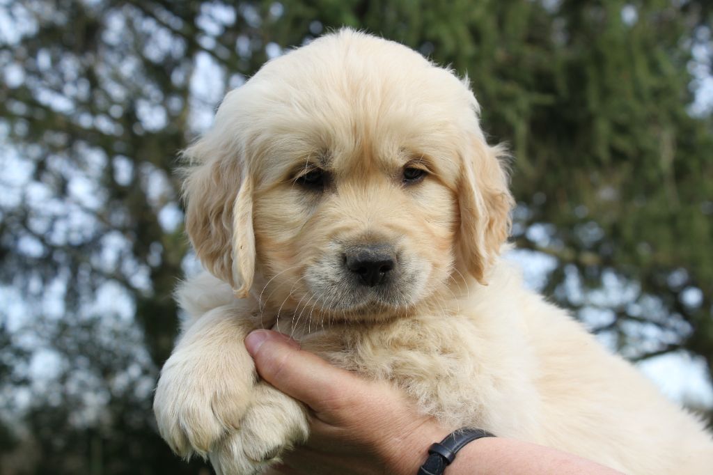 De La Tombée De La Nuit - Golden Retriever - Portée née le 03/02/2023